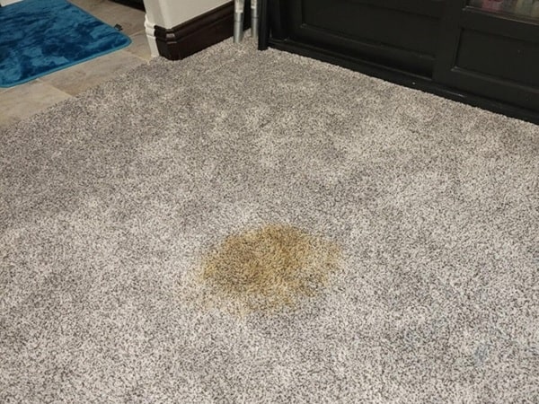 Carpet Cleaning Geelong